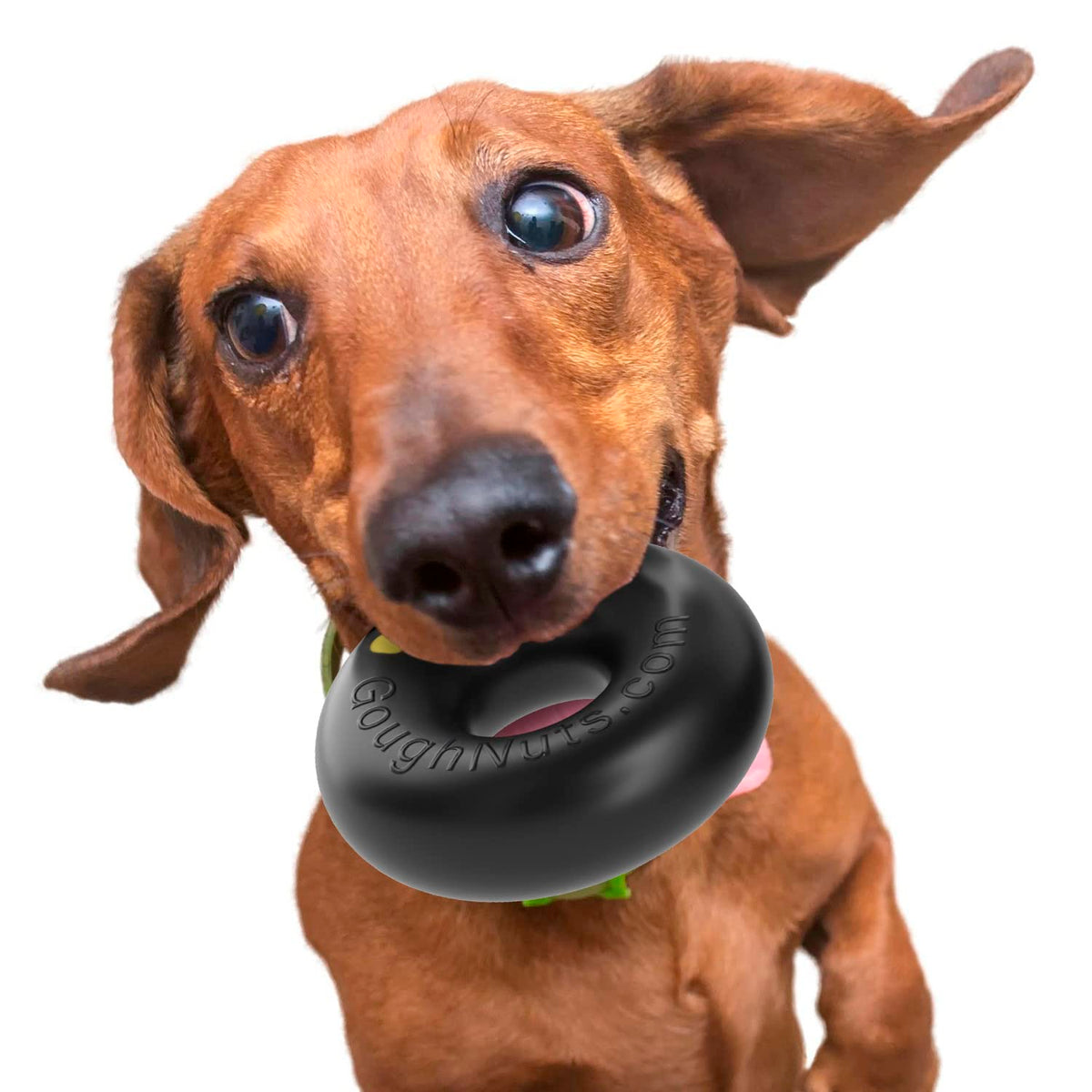 Chomper doughnut 2-PAC (20-50lbs)