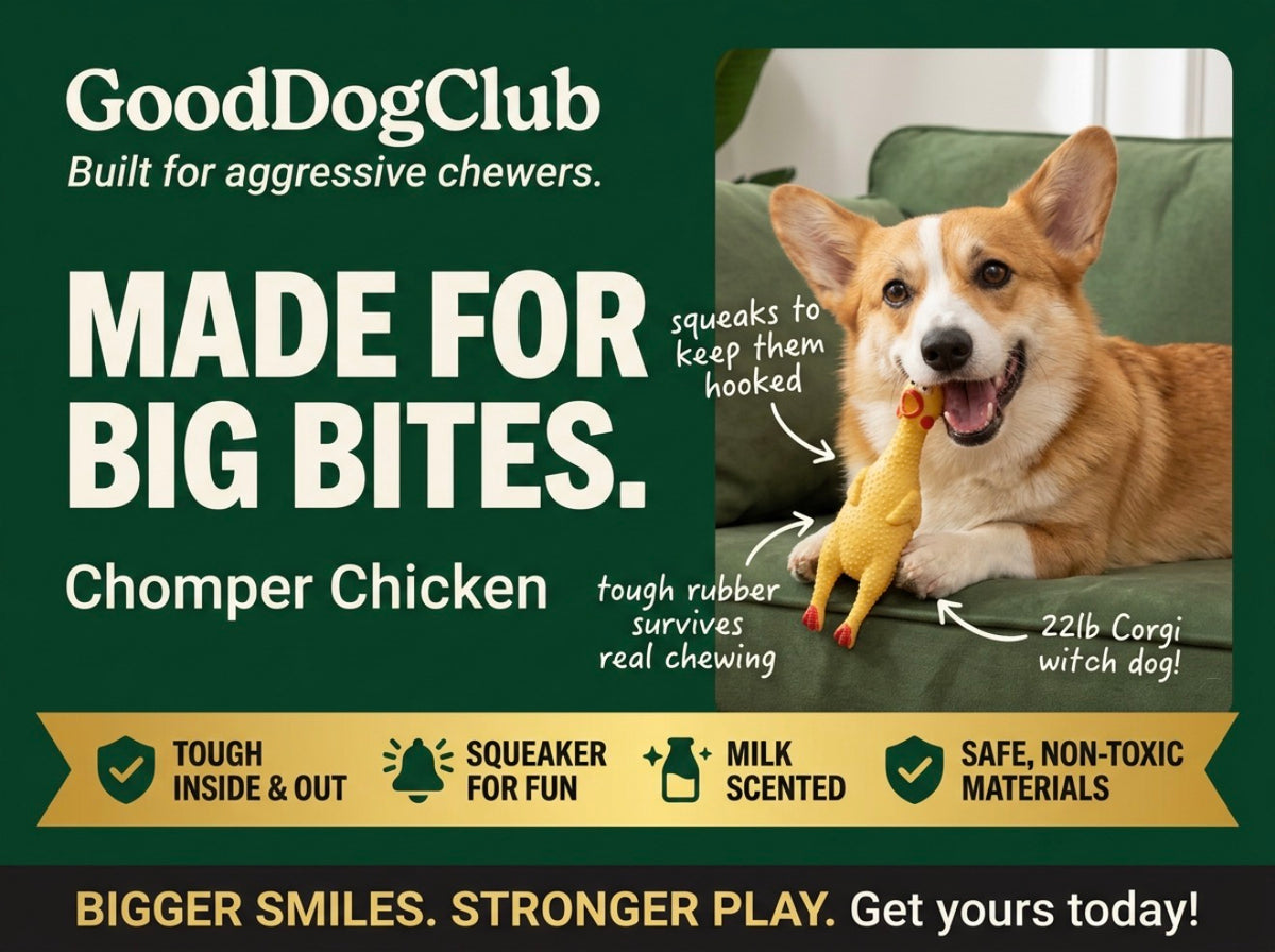 Chomper Chicken—(15-35lbs)3-Pack!