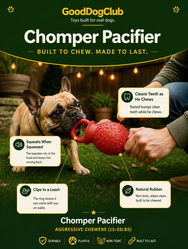 French Bulldog playing tug of war with Chomper Pacifier