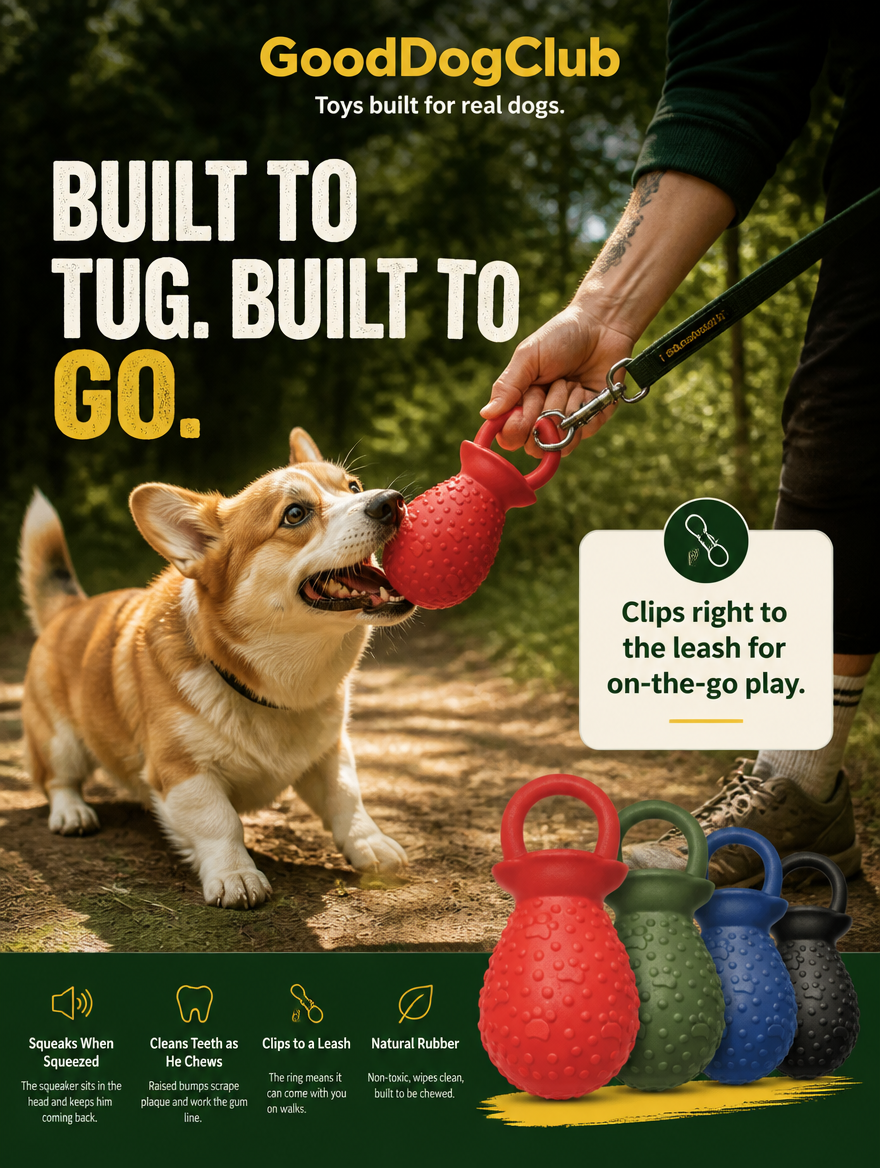 Corgi playing tug of war with Chomper Pacifier on a leash