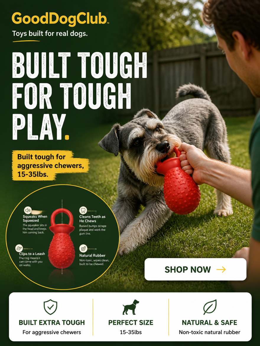 Standard Schnauzer playing tug of war with Chomper Pacifier