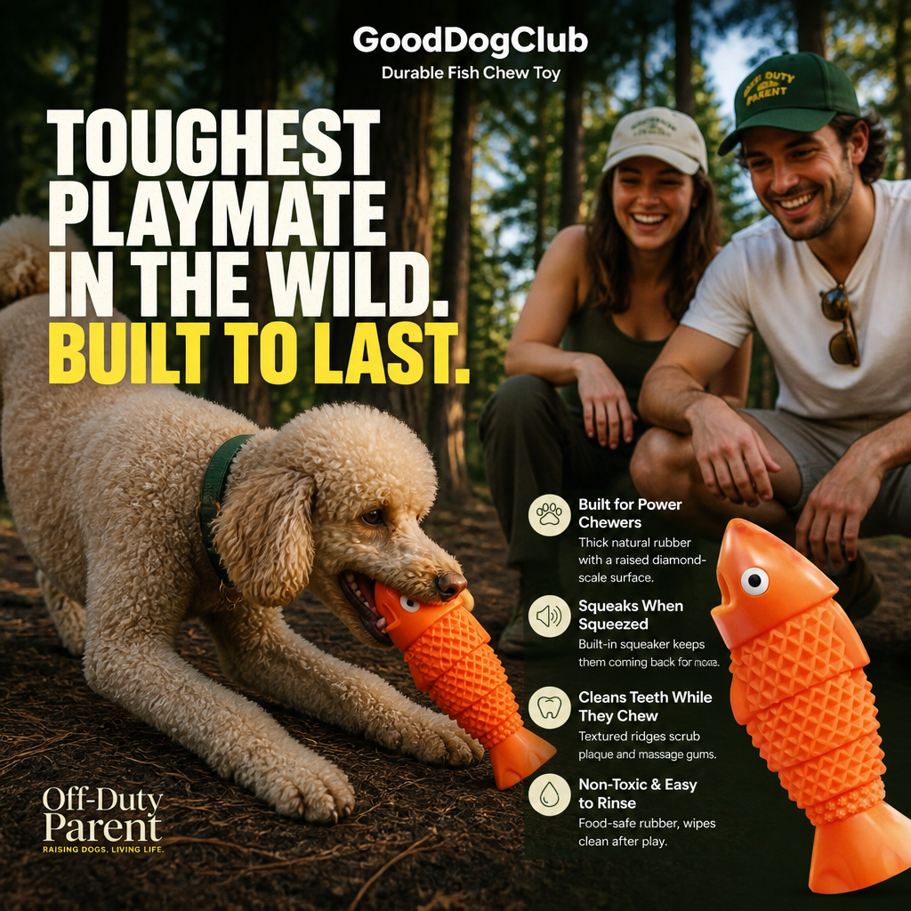Chomper Cod dog toy with standard poodle