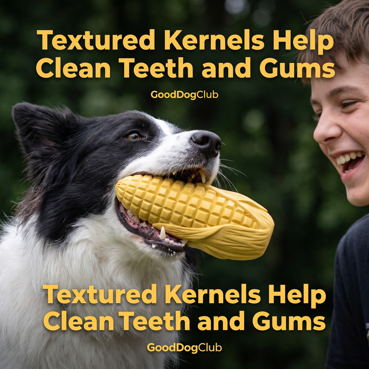 Border Collie close-up teeth cleaning benefit
