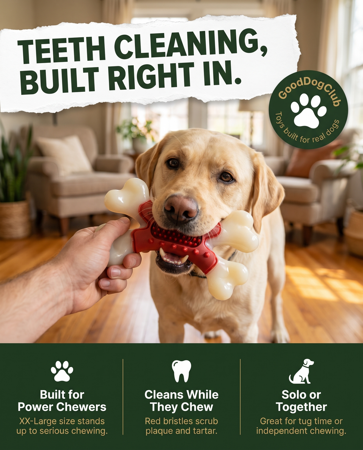 Labrador and owner playing gently with the Chomper X Bone toy, teeth-cleaning benefit ad graphic
