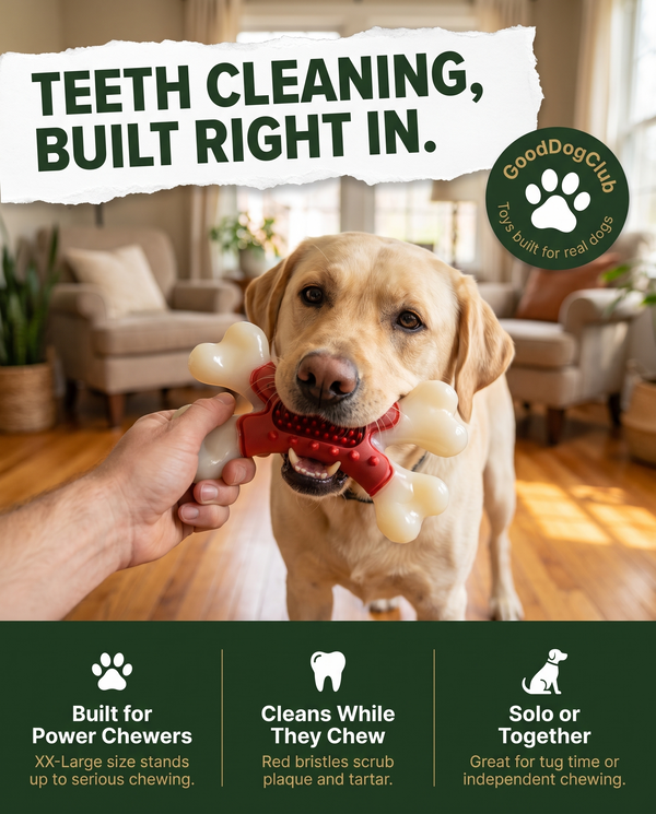 Labrador and owner playing gently with the Chomper X Bone toy, teeth-cleaning benefit ad graphic