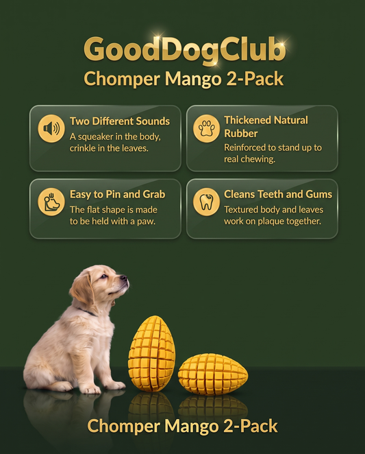 GoodDogClub Chomper Mango 2-Pack shiny gold infographic — two different sounds, thickened natural rubber, easy to pin and grab, cleans teeth and gums