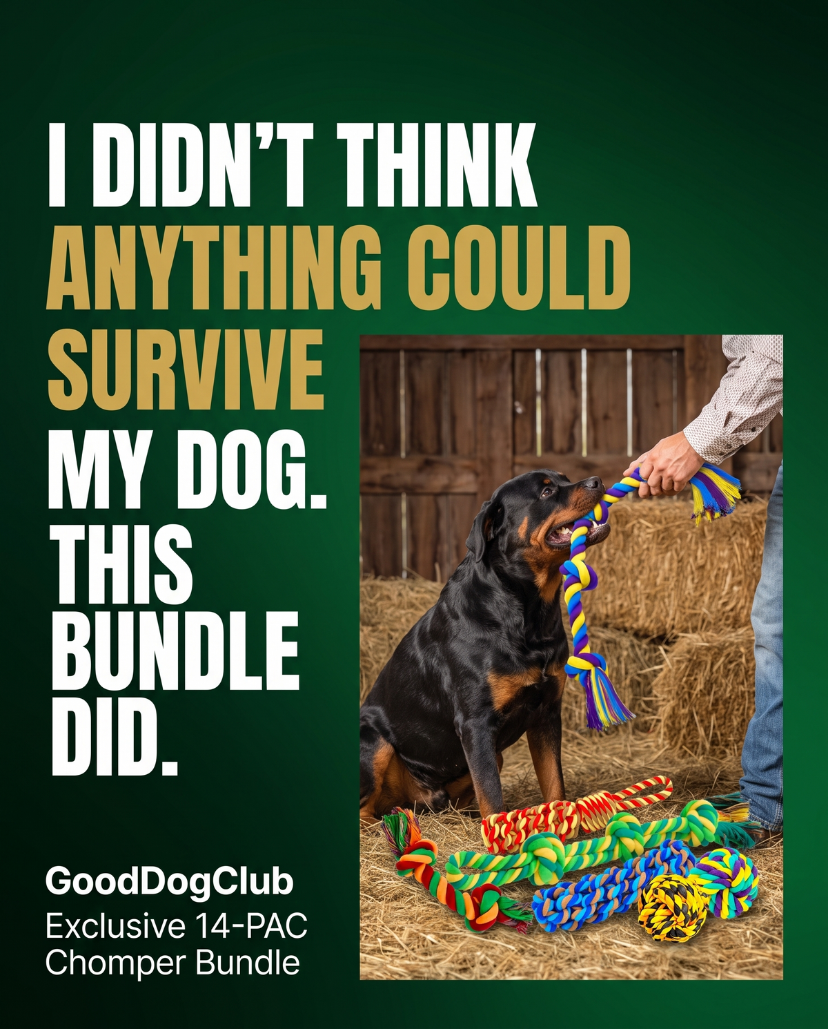 14-PAC Chomper Bundle bold statement ad, Rottweiler
