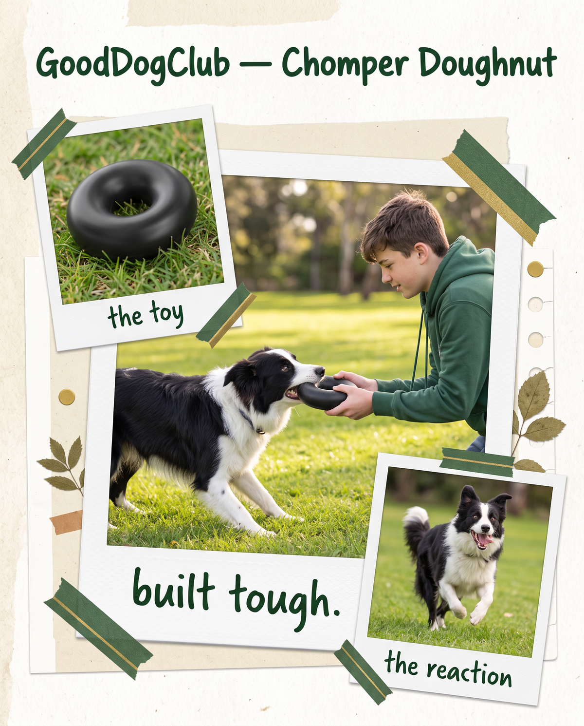 Chomper Doughnut polaroid collage ad, Border Collie tug-of-war