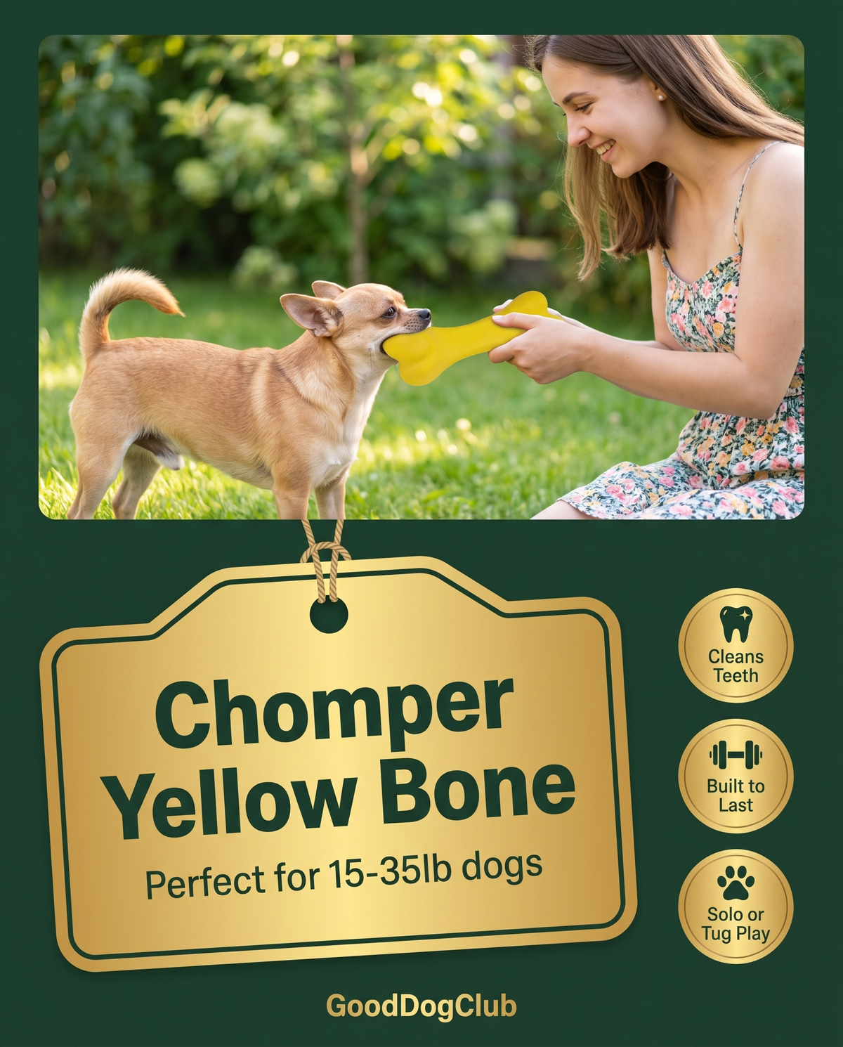 Chomper Yellow Bone hang-tag style ad, Chihuahua tug-of-war