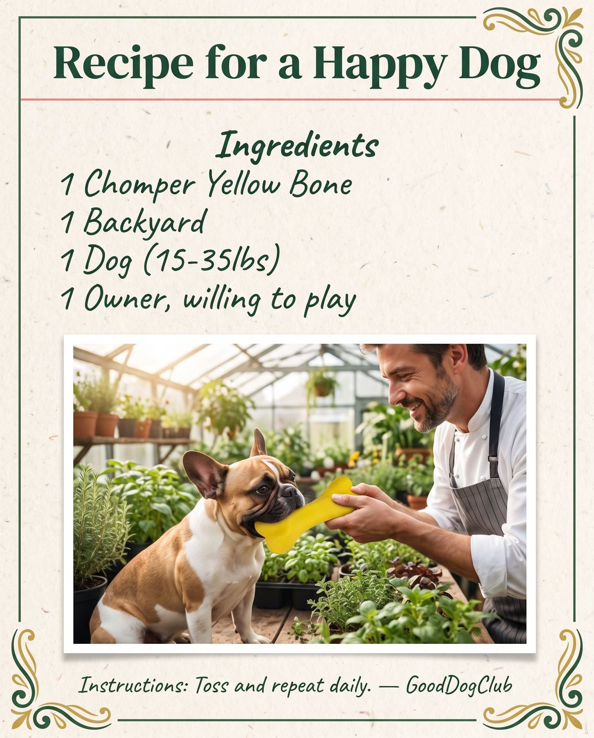 Chomper Yellow Bone recipe card style ad, French Bulldog tug-of-war