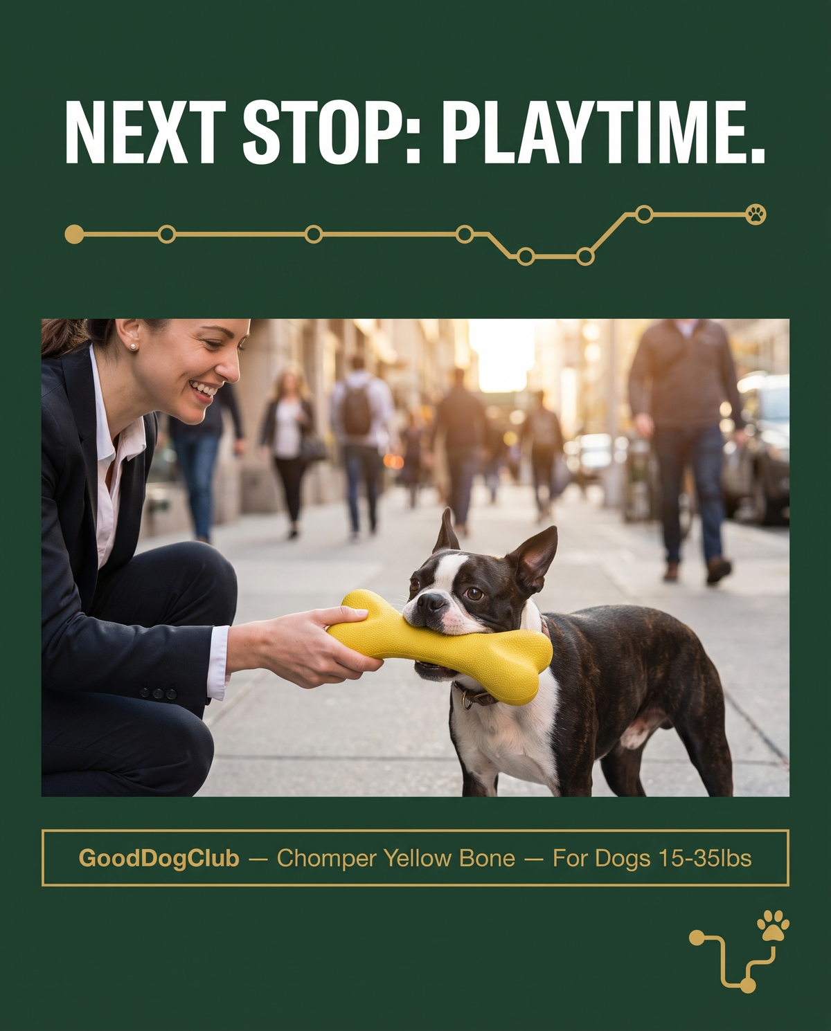 Chomper Yellow Bone transit poster style ad, Boston Terrier tug-of-war