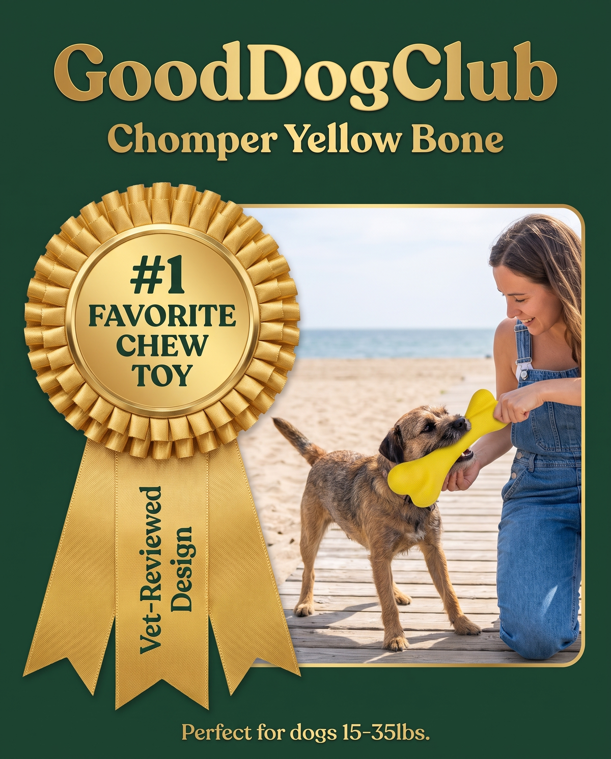 Chomper Yellow Bone award ribbon style ad, Border Terrier tug-of-war