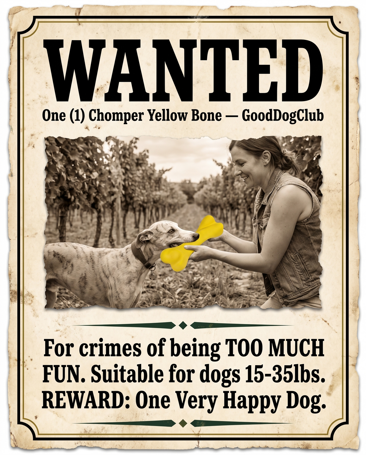 Chomper Yellow Bone wanted poster style ad, Whippet tug-of-war