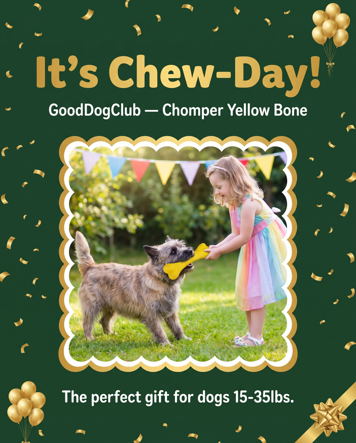 Chomper Yellow Bone birthday celebration ad, Cairn Terrier tug-of-war