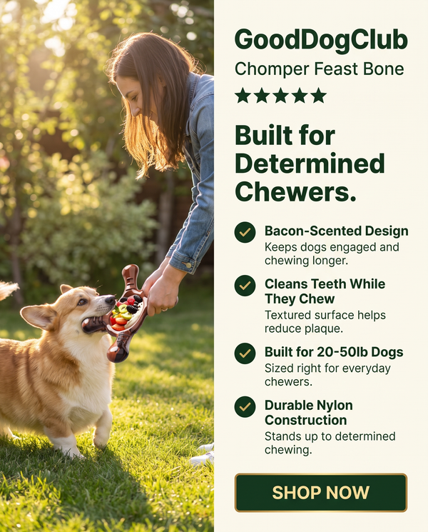 Chomper Feast Bone split-panel checklist ad, Corgi tug-of-war