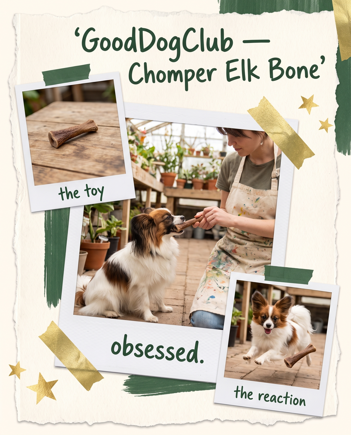 Chomper Elk Bone polaroid collage ad, Papillon greenhouse