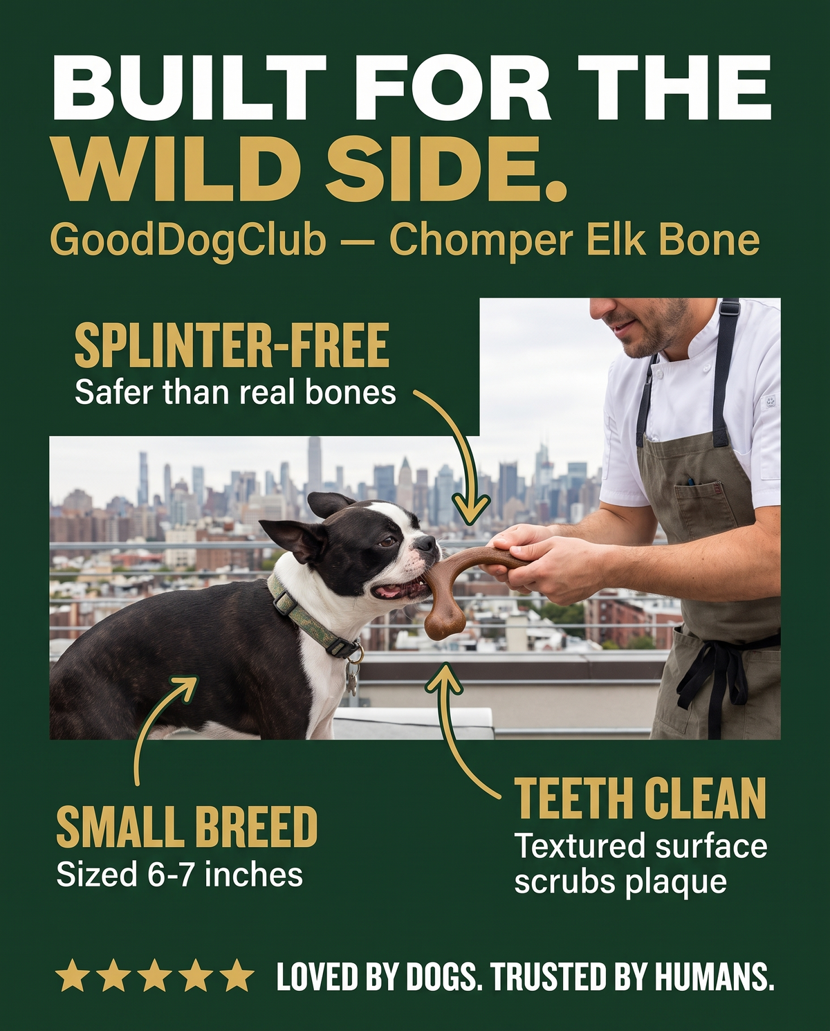 Chomper Elk Bone stat-callout poster ad, Boston Terrier rooftop