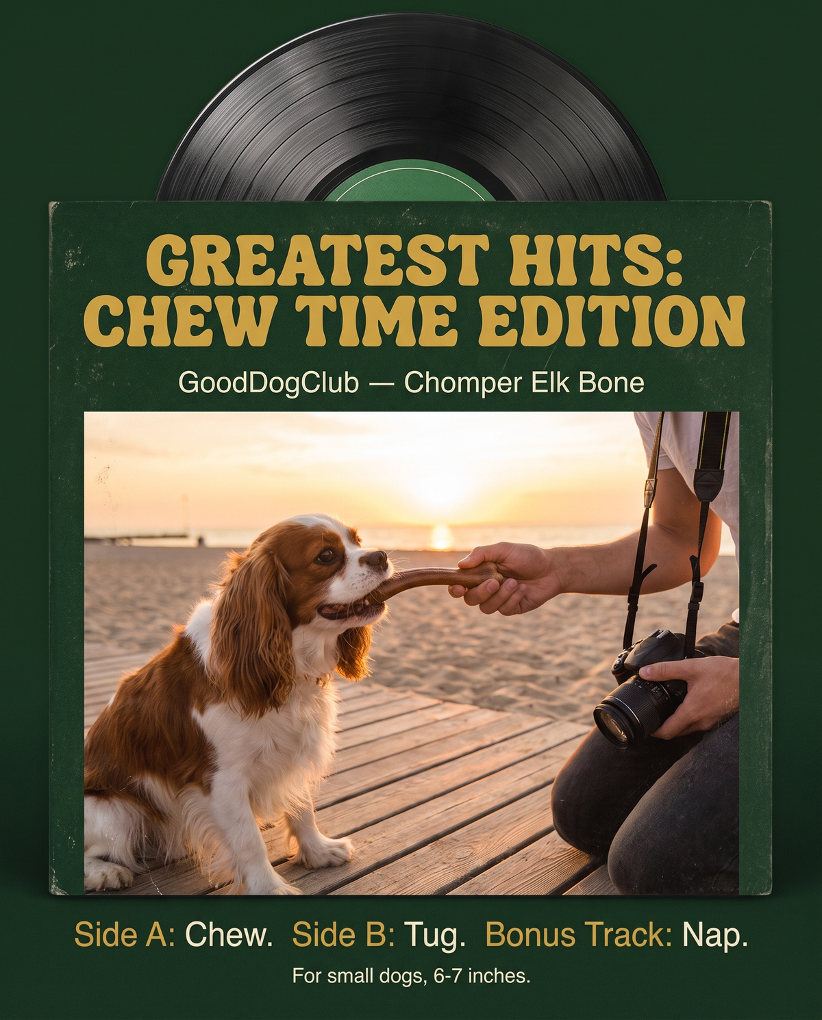 Chomper Elk Bone vinyl record sleeve ad, Cavalier King Charles Spaniel beach boardwalk