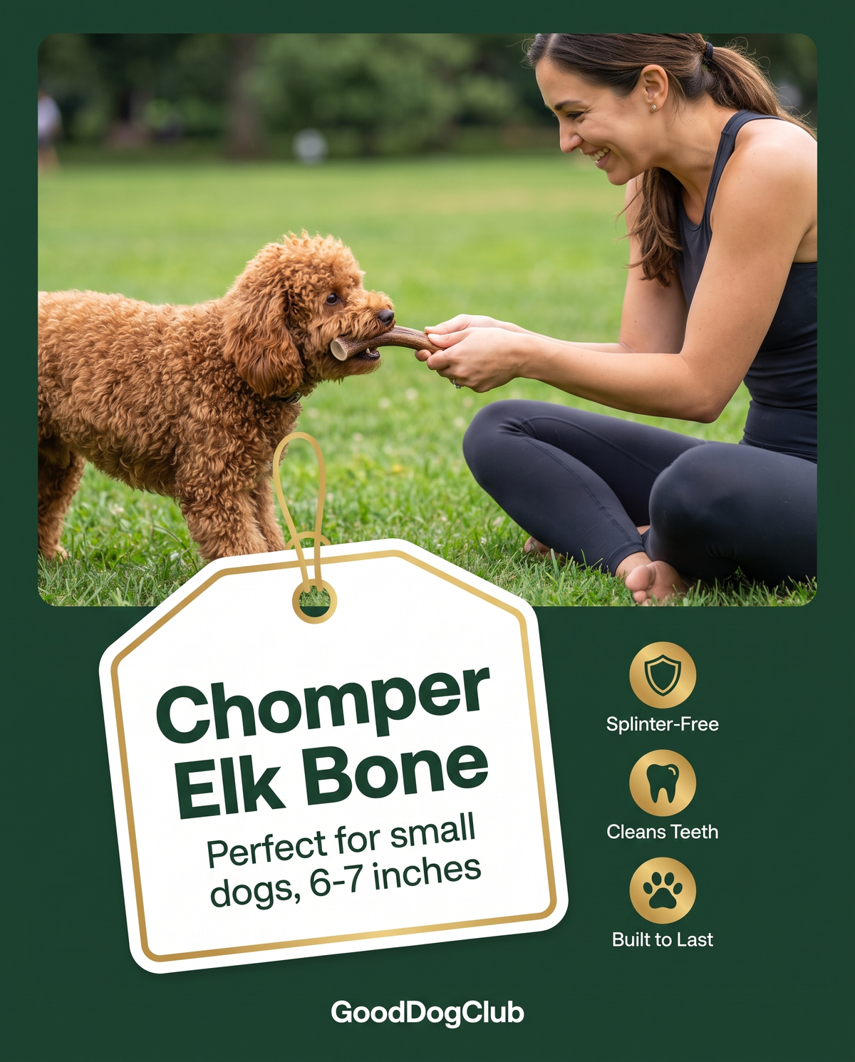 Chomper Elk Bone hang-tag ad, Toy Poodle park bench
