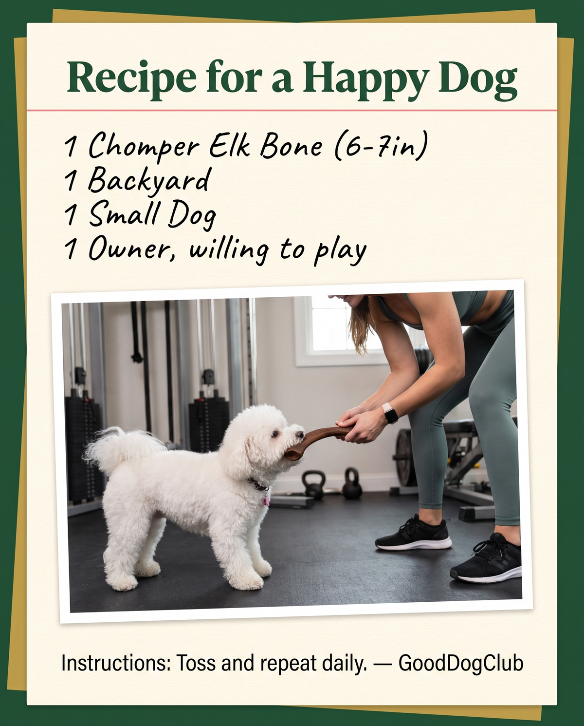 Chomper Elk Bone recipe card ad, Bichon Frise home gym