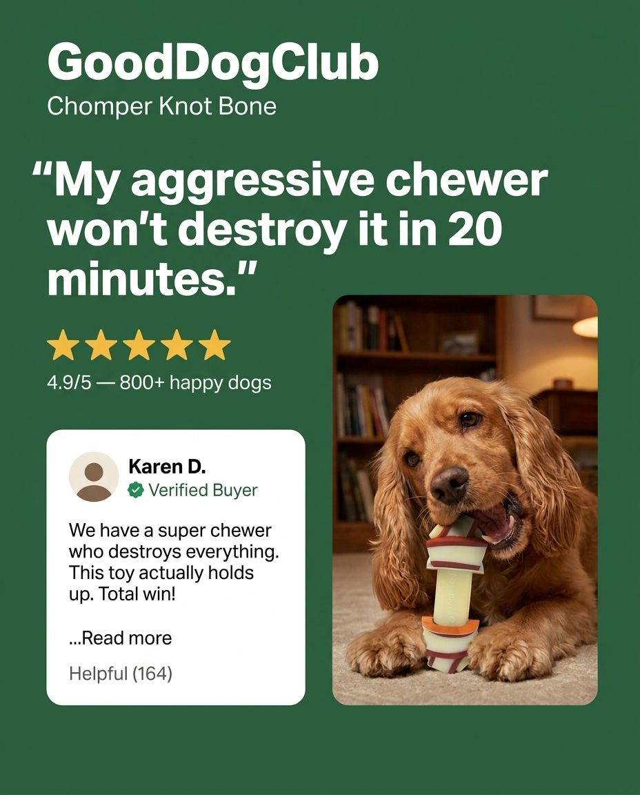 Cocker Spaniel gnawing Chomper Knot Bone in family room