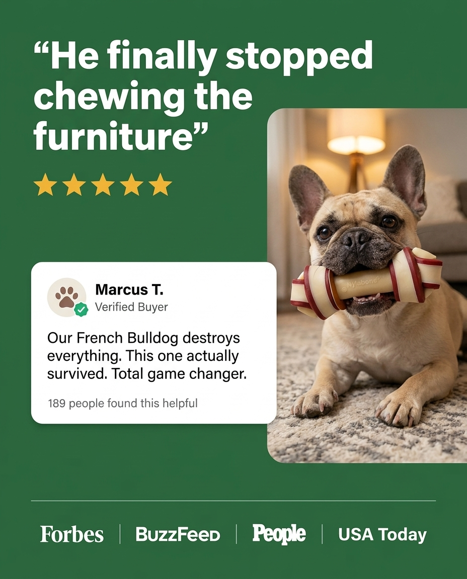 French Bulldog holding Chomper Knot Bone in living room