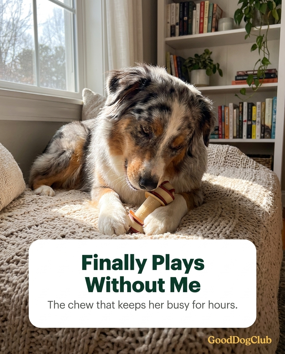 Australian Shepherd gnawing Chomper Knot Bone in reading nook
