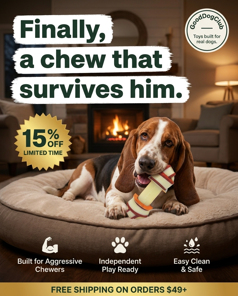 Basset Hound gnawing Chomper Knot Bone in cozy den
