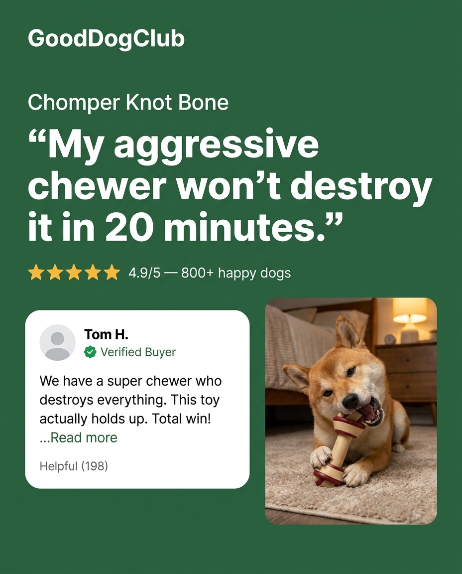 Shiba Inu gnawing Chomper Knot Bone in bedroom
