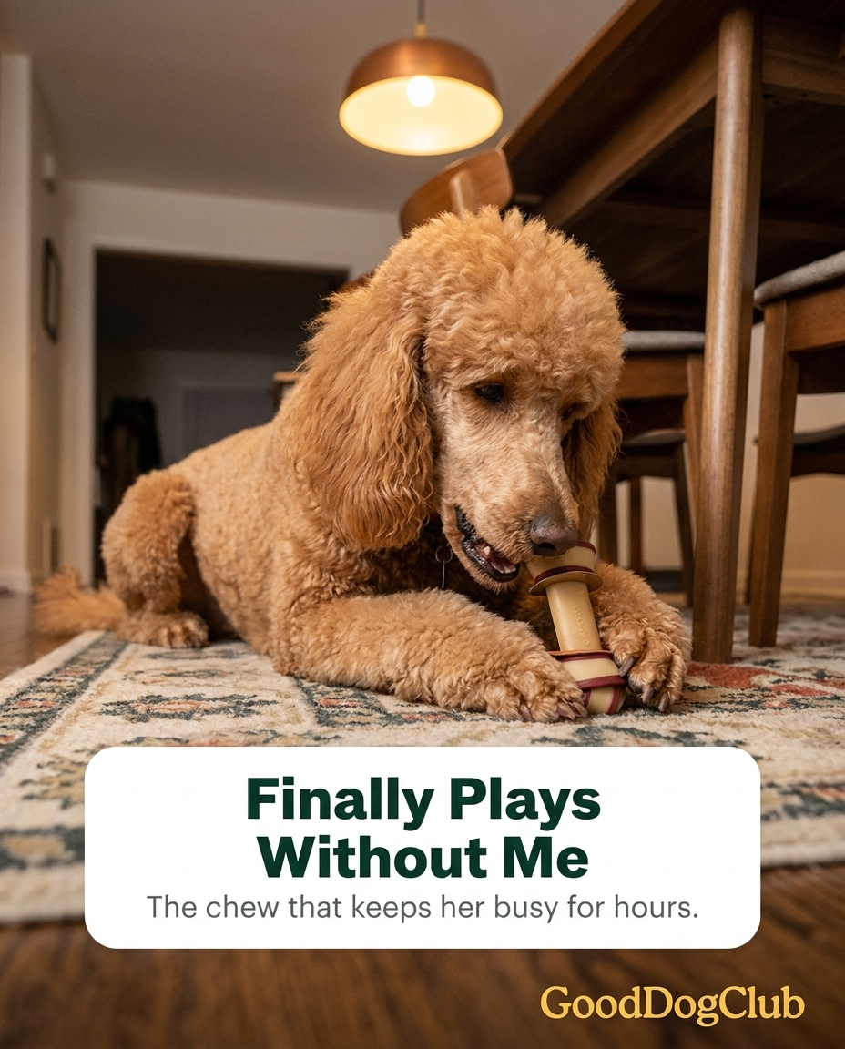 Standard Poodle gnawing Chomper Knot Bone in dining room